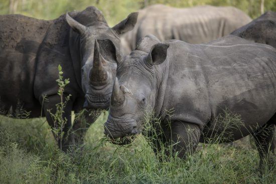 Rhino crash in the bush