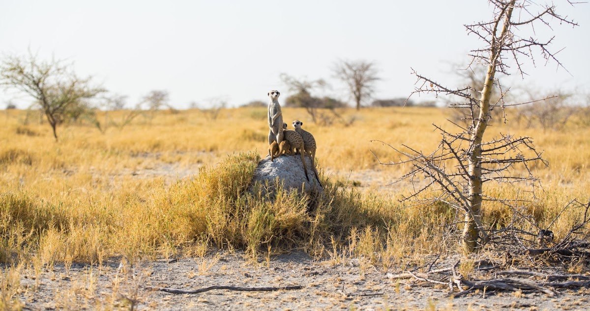 Meerkats stand to attention in Chobe National Park