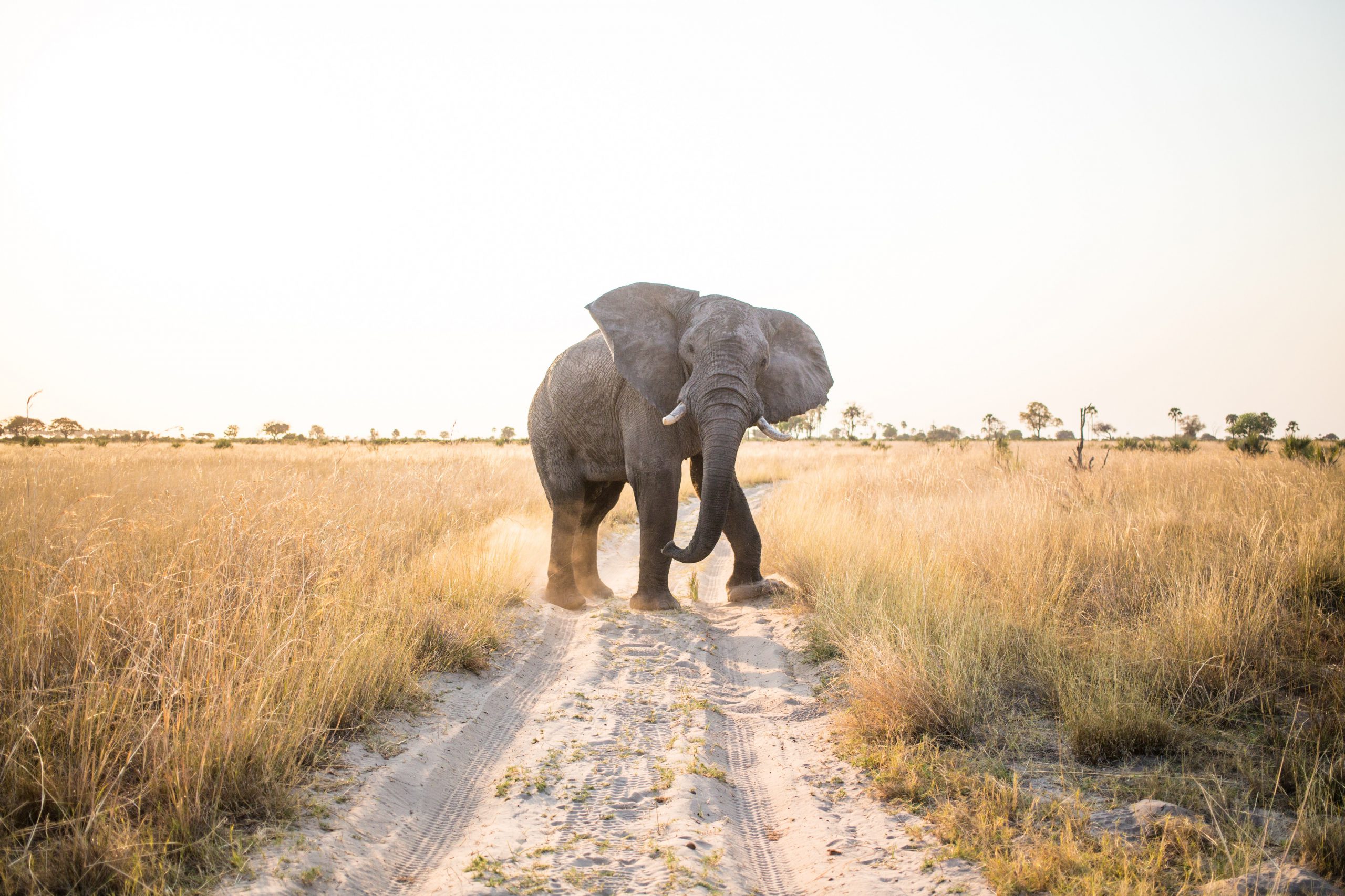 An elephant in Chobe National Park