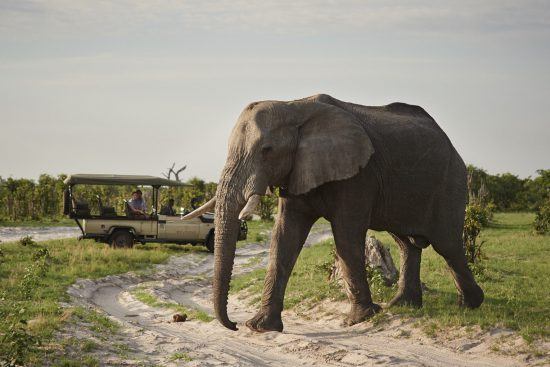 Más de 120.000 elefantes pueblan el Parque Nacional Chobe. 