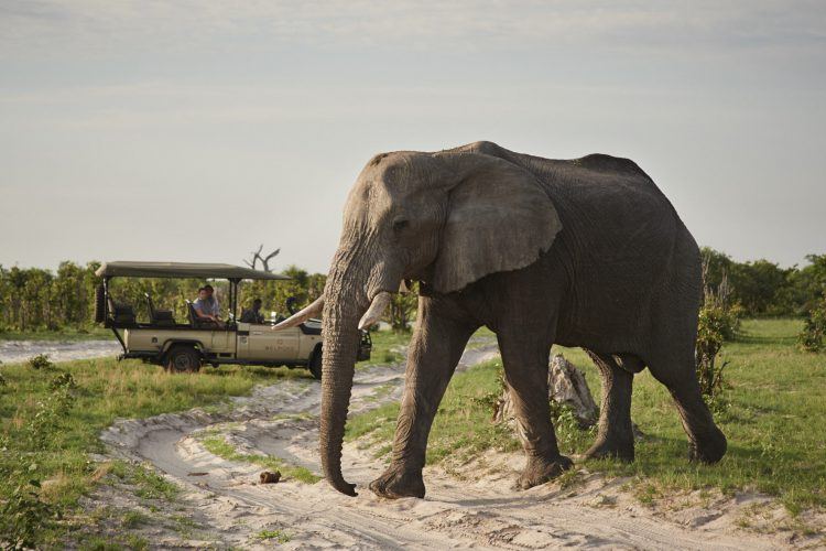 More than 12,000 elephants can be found in Chobe National Park, Botswana