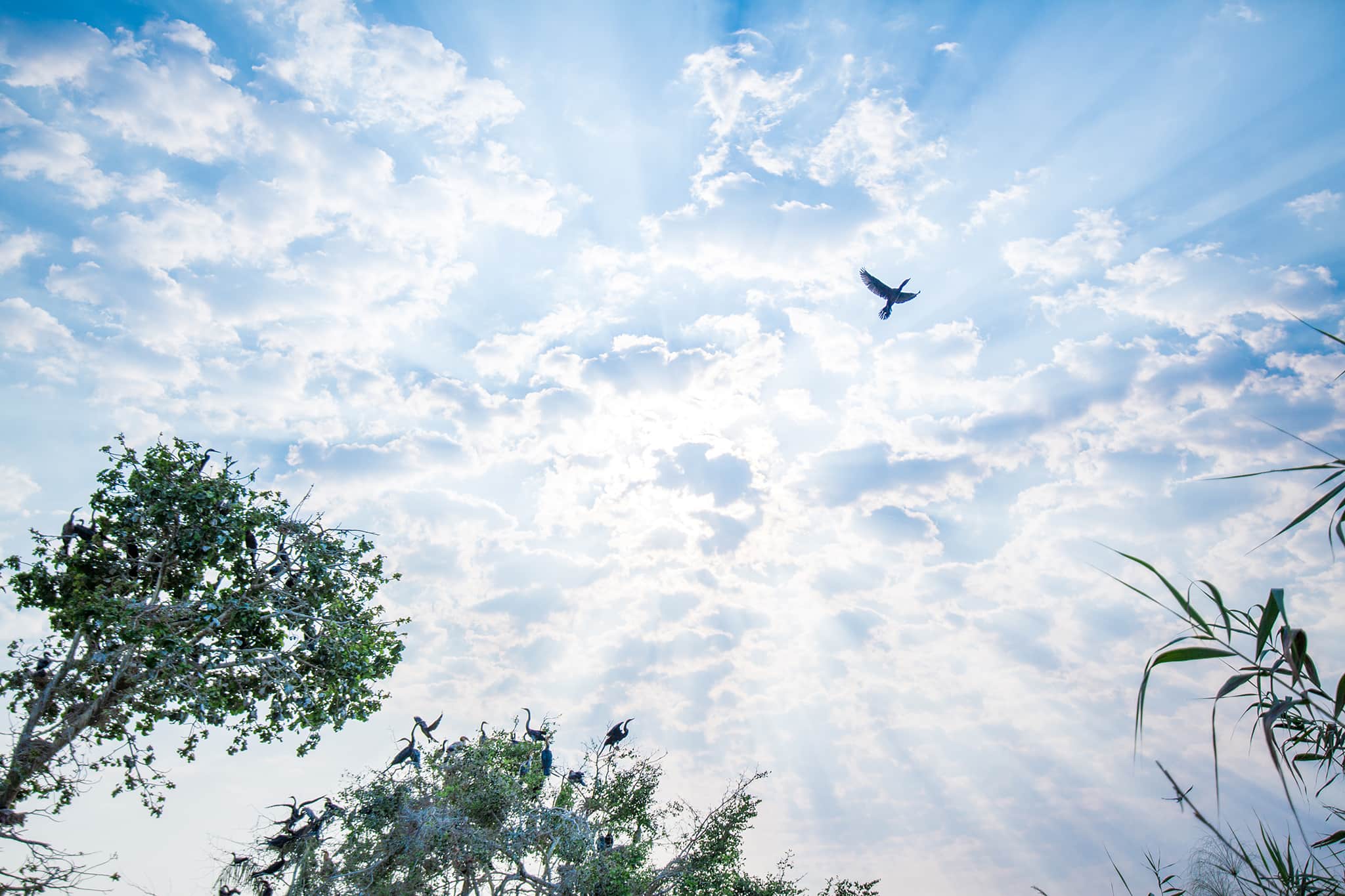 A bird soars across the Botswana sky