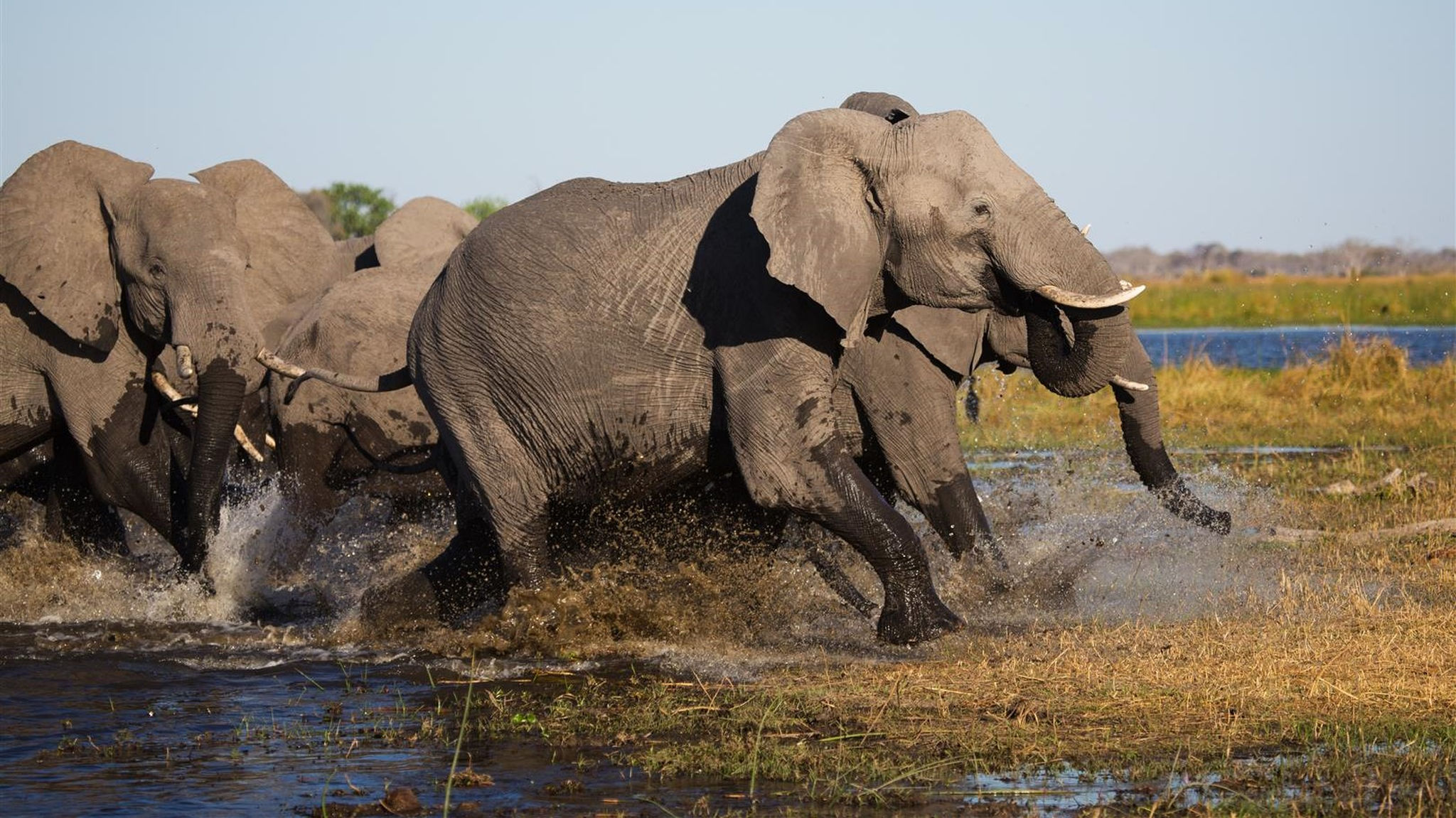 Elefanten im Chobe Nationalpark