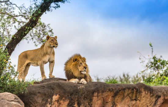 Löwenweibchen und -männchen in freier Wildbahn