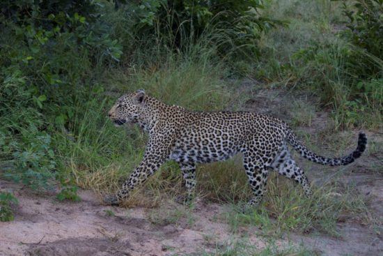 Eine Leoparding streift durchs Sabi Sand Game Reserve