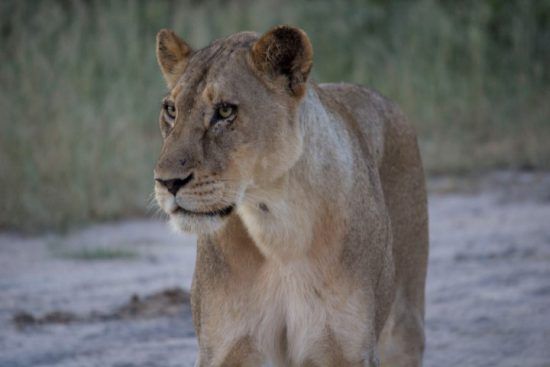 Nahaufnahme einer Löwin - aufgenommen auf einer Krüger-Nationalpark-Safari