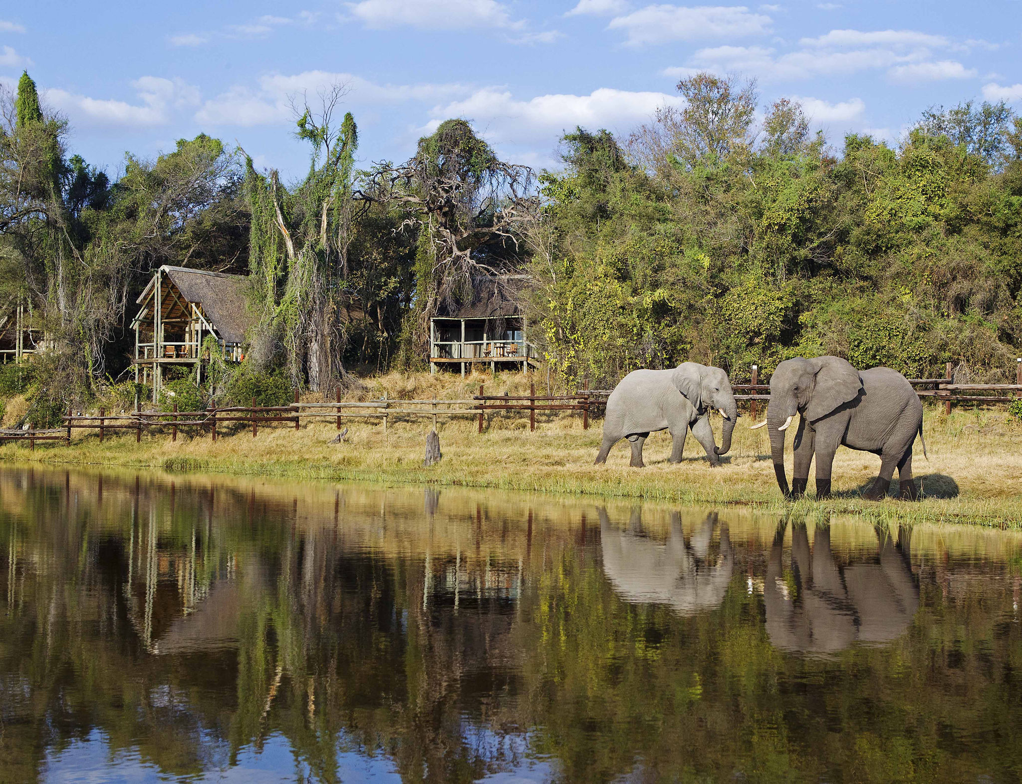 Elephants roaming in front of Savute Safari Lodge in Chobe National Park, Botswana