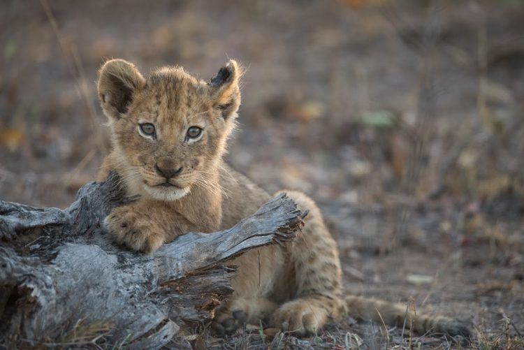 A lion cub in the Kruger National Park