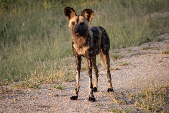 Nahaufnahme eines Afrikanischen Wildhunds in der Greater Kruger Area