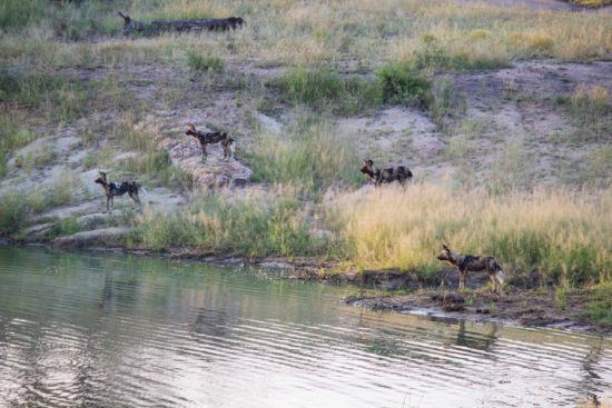 Afrikanische Wildhunde umzingeln ein Wasserloch