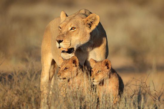 Lioness and cubs in the Kalahari Desert