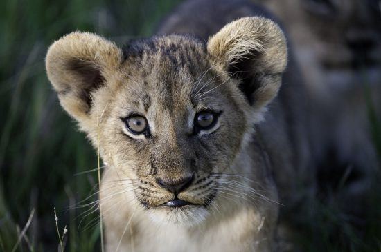 A lion cub in the Okavango Delta