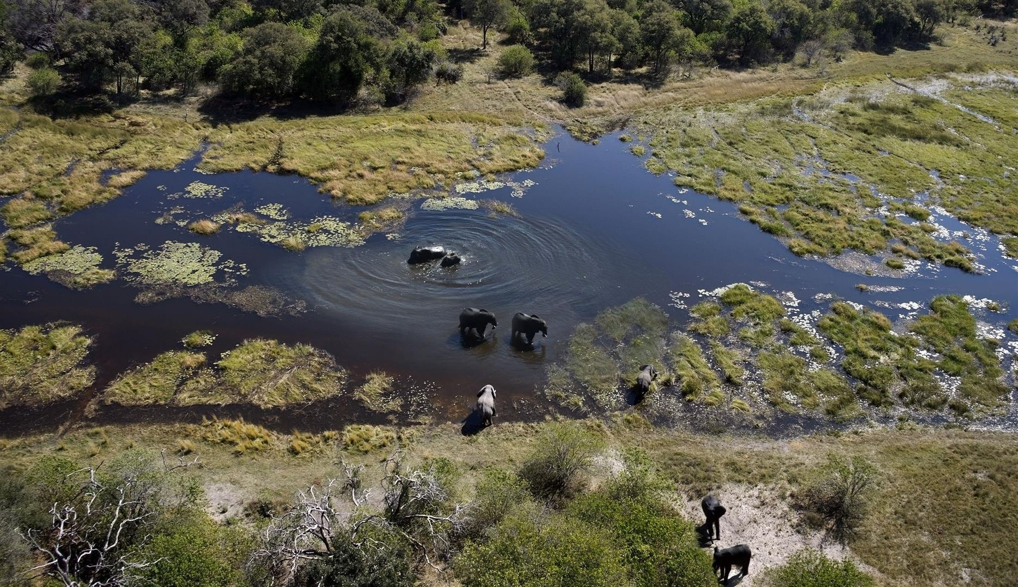 Elephant cross the Delta