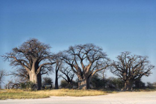 Baines Baobabs - Affenbrotbäume in der Kalahari von Botswana 