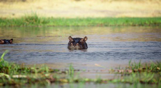 Botswana | Okavango