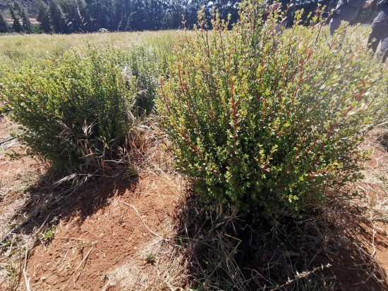 Buchu plant on the Skimmelberg farm, Cederberg