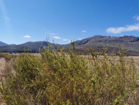 Rooibos plant at the Skimmelberg Farm