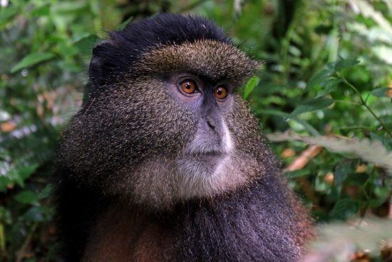 Eine Goldmeerkatze sitzt in einem grünen Baum