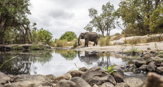 Ein Elefant im Krüger Nationalpark spiegelt sich in einem kleinen Wasserloch