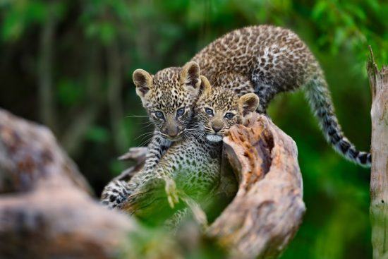 Südafrika-Reise in Covid-19-Zeiten: Süßer Leoparden-Nachwuchs