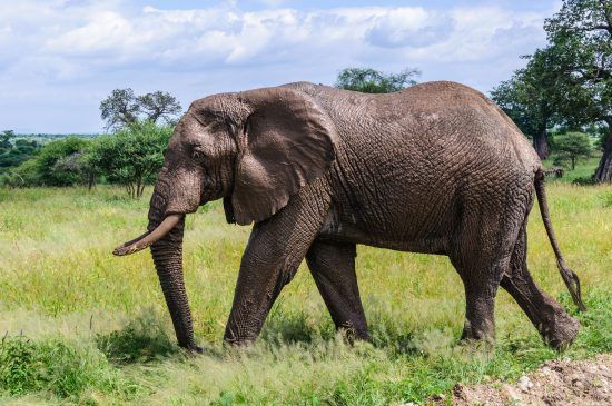 A wide variety of wildlife encompass this Great Migration Safari