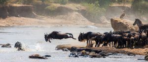 The Great Migration of the Wildebeest in East Africa