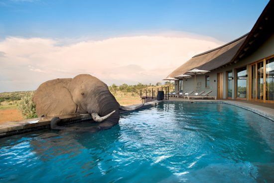 Ein Elefant trinkt aus dem Pool der Mhondoro Safari Lodge