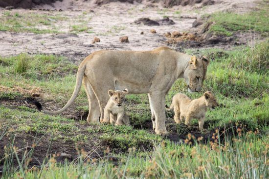 Löwin mit niedlichem Nachwuchs im Welgevonden Game Reserve