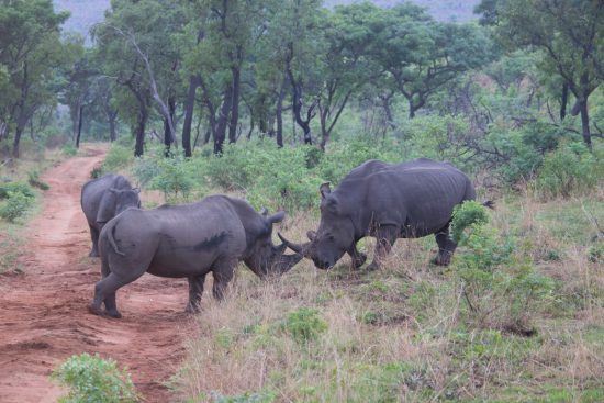 Zwei männliche Breitmaulnashörner kämpfen um ein Weibchen im Welgevonden Game Reserve