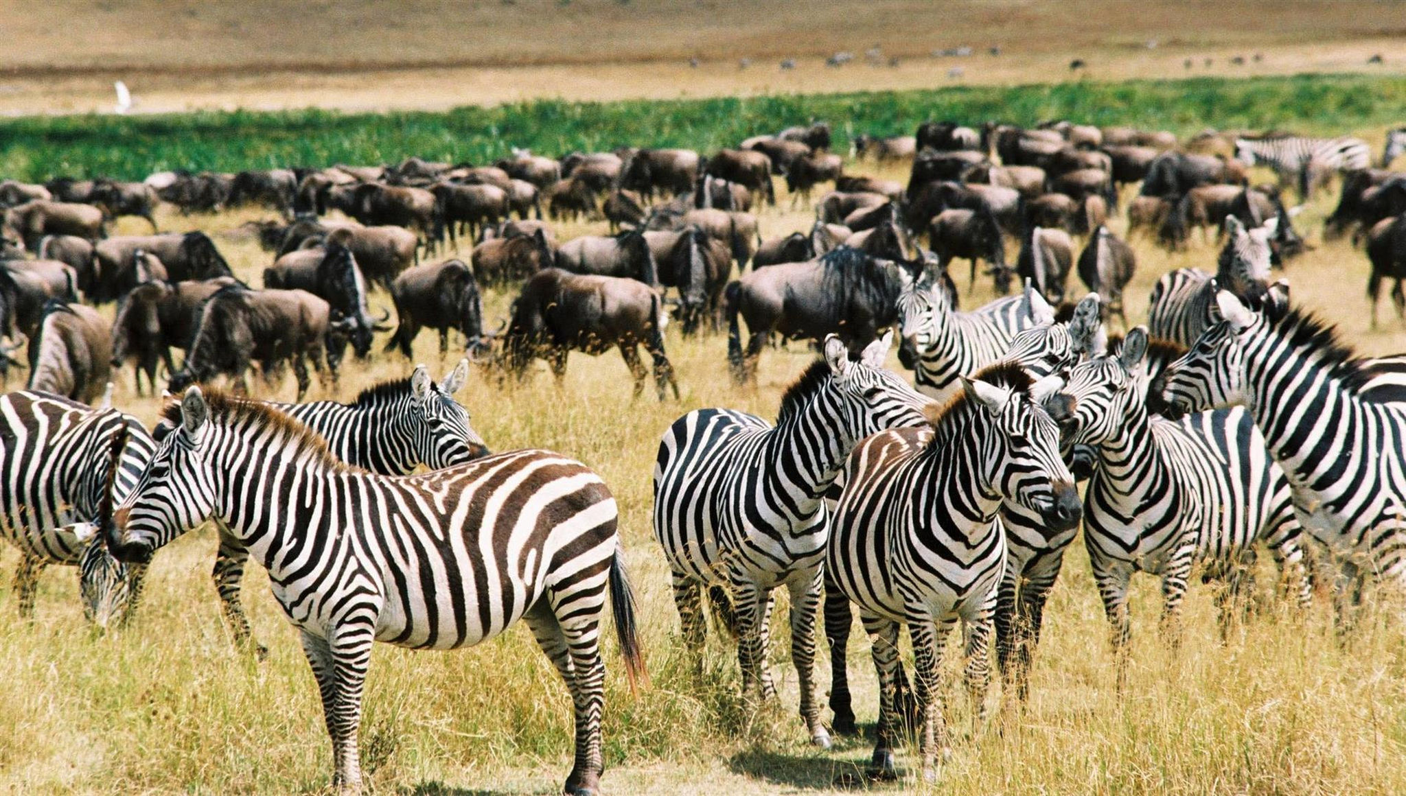 off-the-beaten-track-destinations-zebras