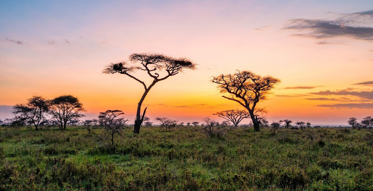 Fantasy African lanscape of the beautiful sunrise in savannah Reserva con Rhino Africa durante la crisis de Covid-19