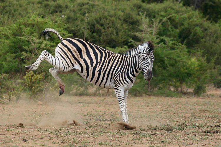 Dancing zebra kicking hooves in African bush