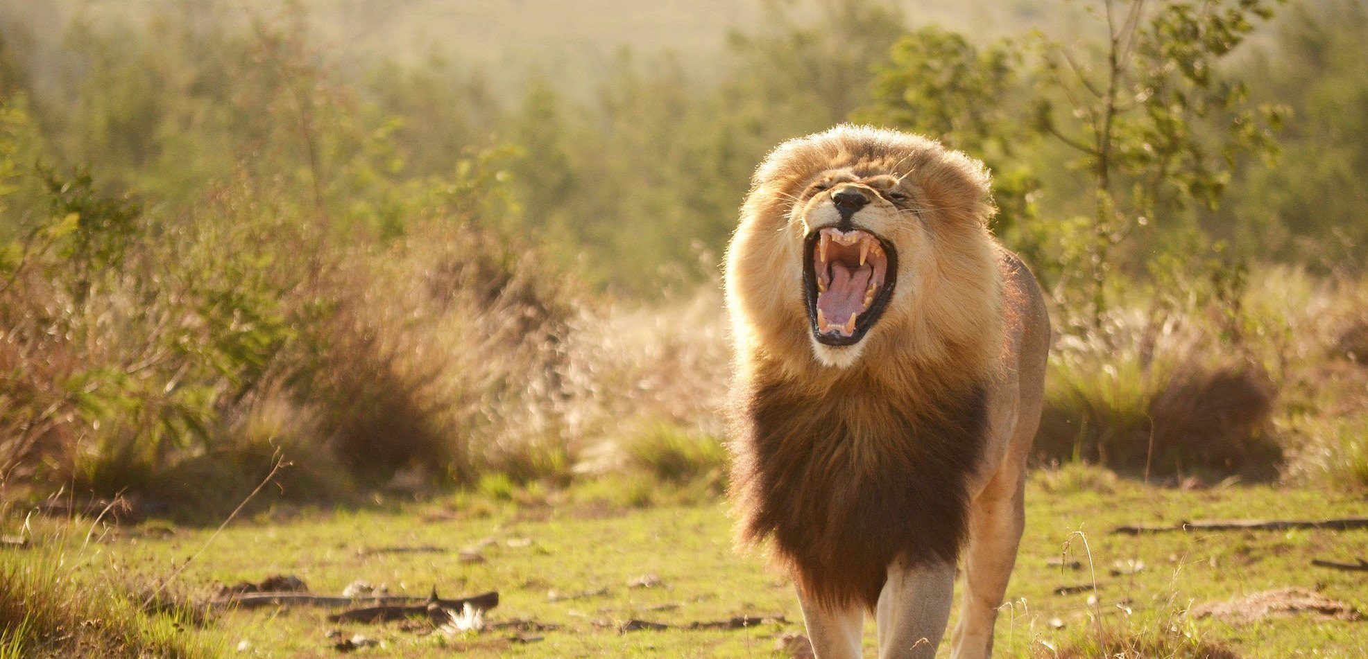 Lion roaring in Gondwana Game Reserve