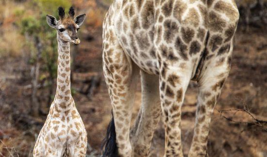 Baby and mom giraffe in the Kruger National Park, South Africa