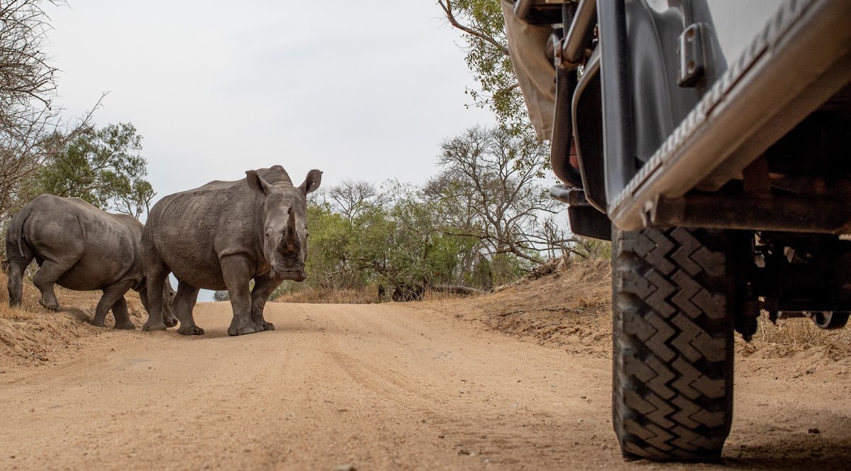 is-it-safe-to-travel-to-south-africa-rhino