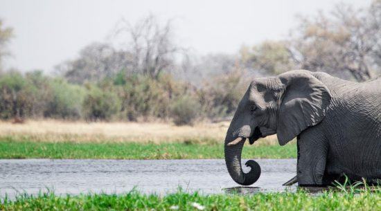 Elephant in Okavango Delta floods