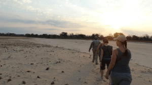 Rhinos on a walking safari in Zambia