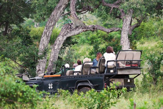 Safari tourists on a game drive with Londolozi 