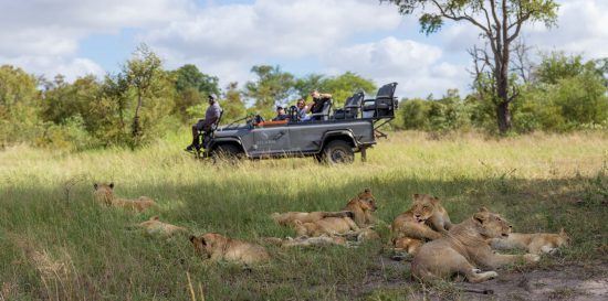 Safari experience in South Africa