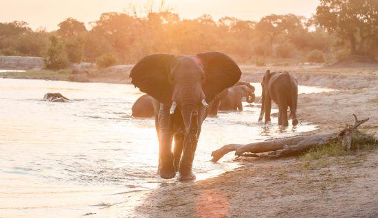 Südafrika-Reise in Covid-19-Zeiten: Elefant im südlichen Afrika