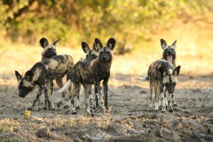 Exciting wild dog sighting on an educational