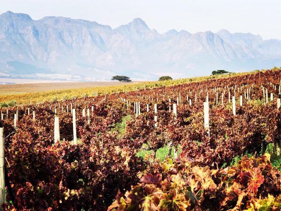 Weinreben im Kap-Weinland in Südafrika