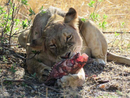 Lion pendant notre safari à Somalisa
