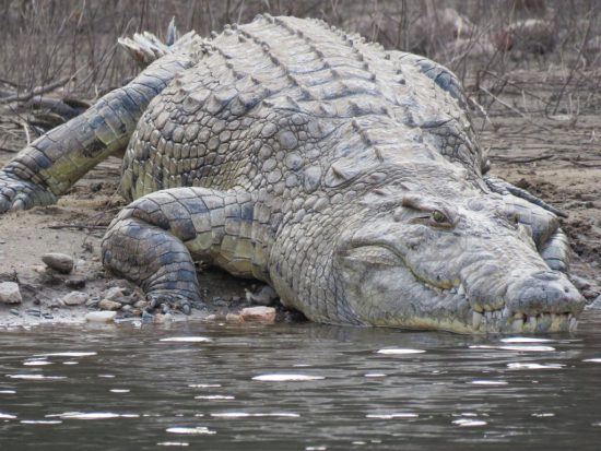 Un crocodile au bord du lac Kariba