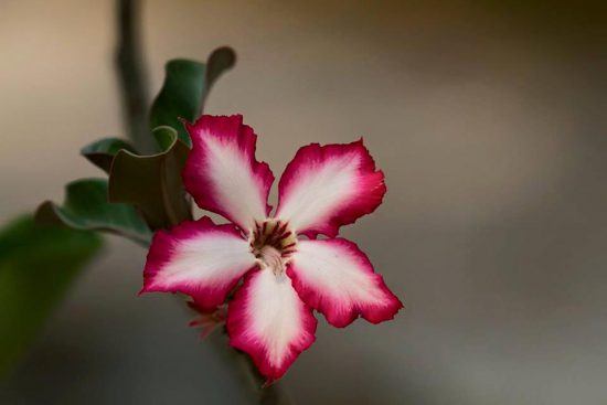 Impala Lily at Londolozi in South Africa