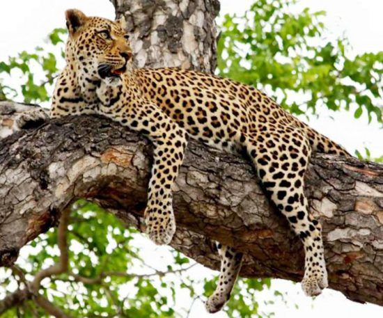 Samantha's sighting: Leopard in a tree at Londolozi