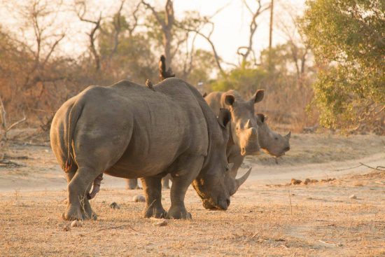 Rhinos at Londolozi in Sabi Sand