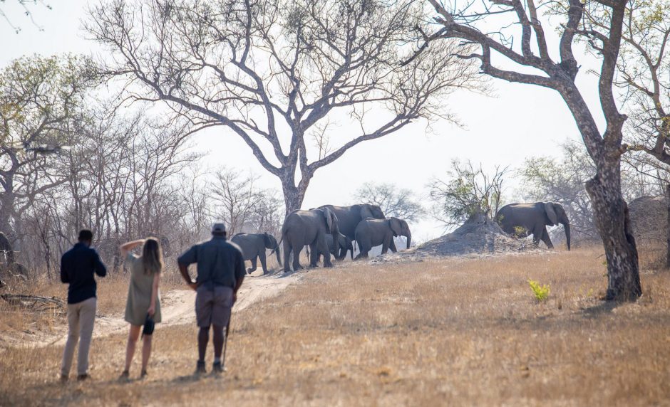 Promenade guidée à travers la nature sauvage de l'Afrique