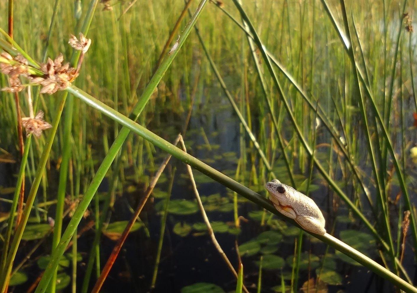 Reed Frog in Botswana