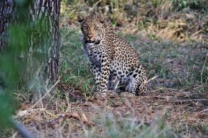 Perfect dappled complexion of Ndzutini at Silvan Safari